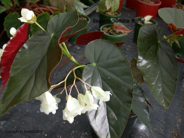 B. ‘Midnite White’